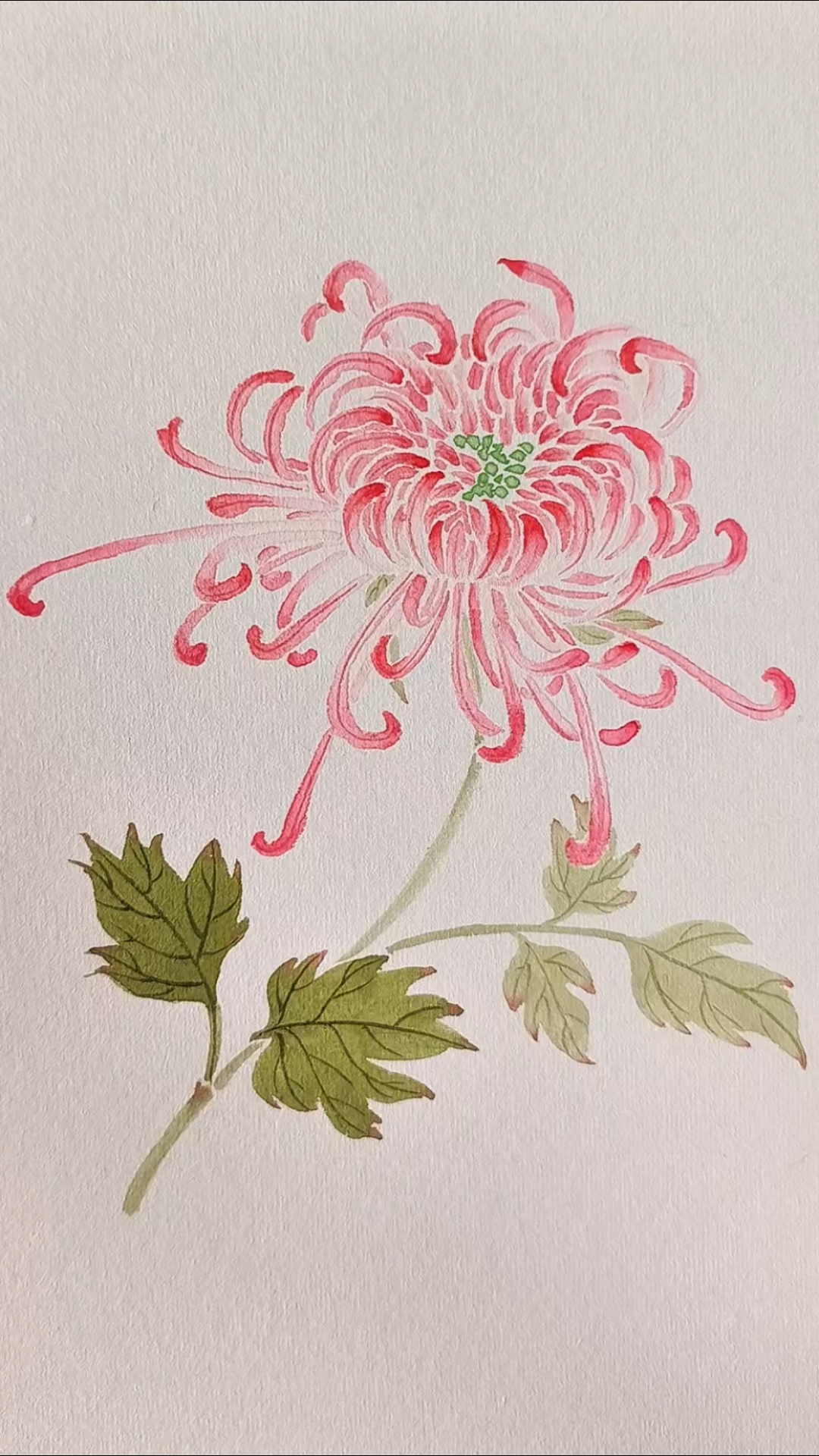 国画菊花画法