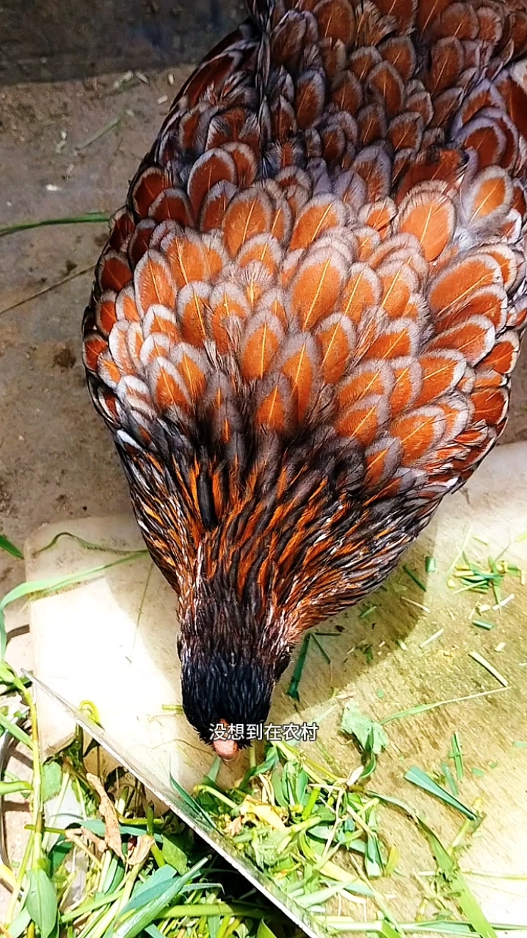 特别独特的一些鸡 而且非常漂亮 羽毛如画 非常漂亮  鱼鳞鸡