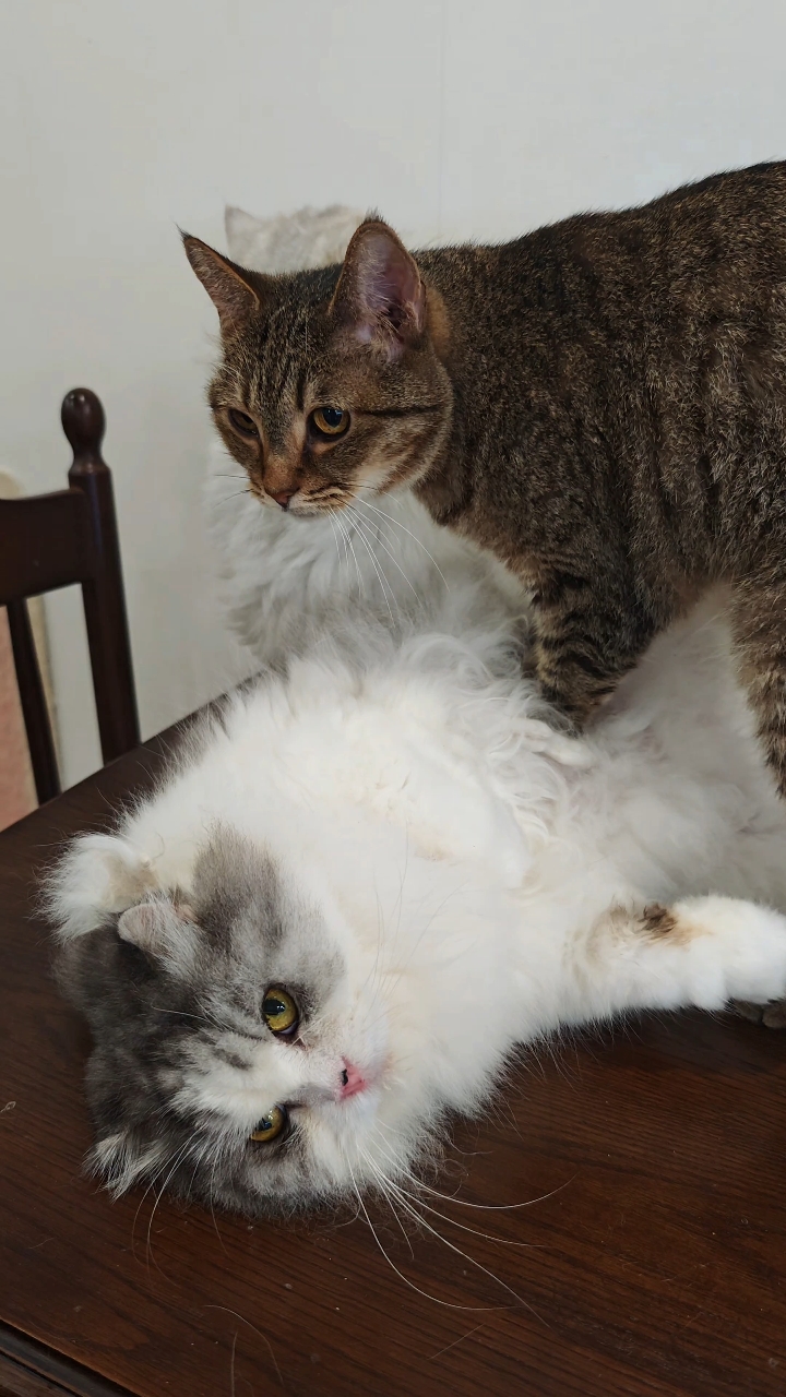 小猫咪的友情也10年了,人类能有多少超越10年的友情呢