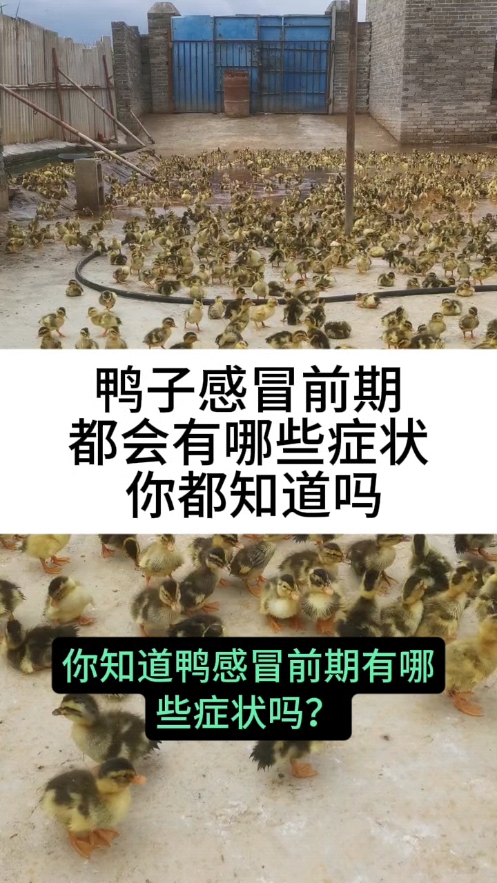 鸭子感冒前期都会有哪些症状你知道吗
