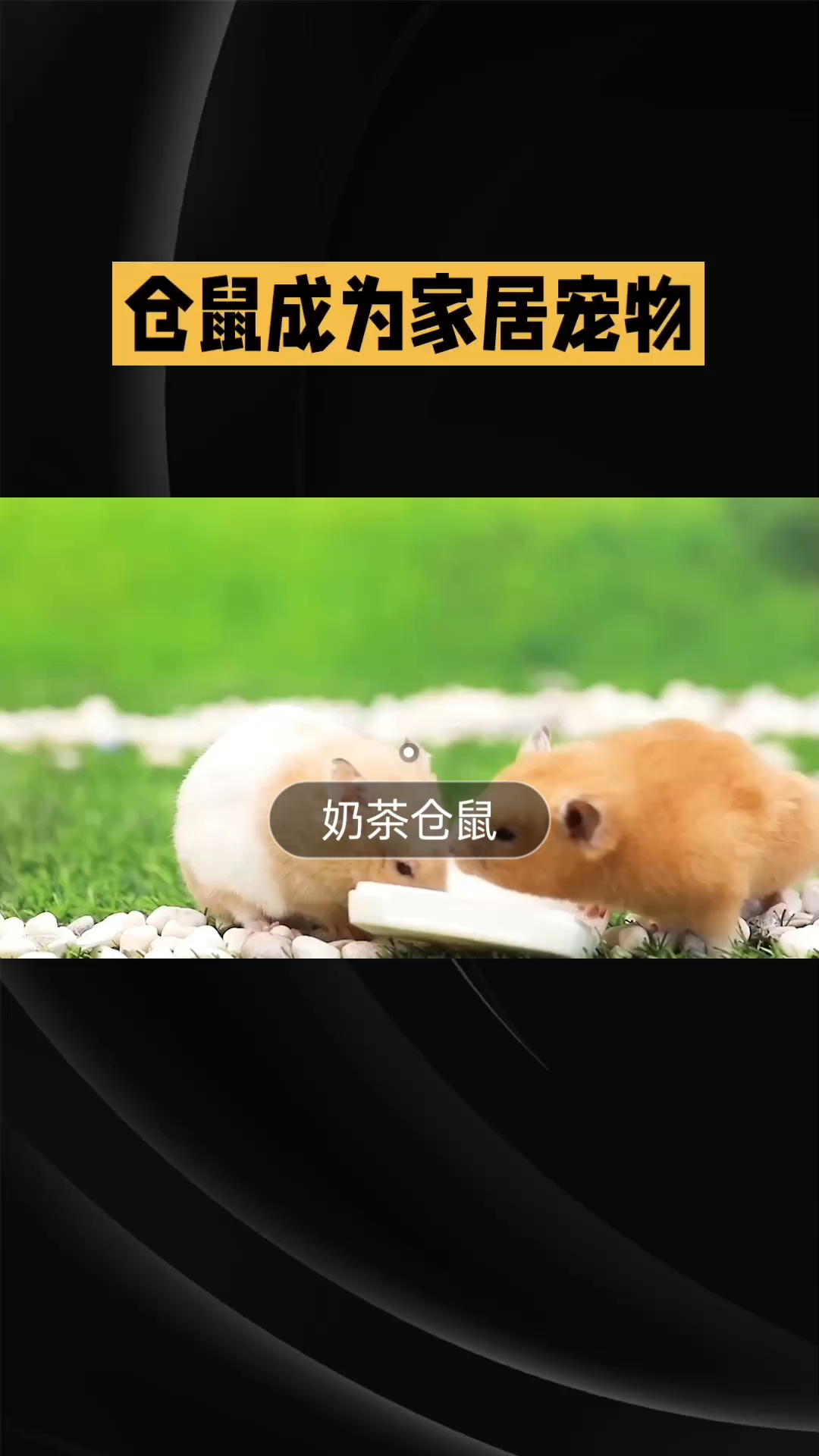 鼠宝宝第三单,仓鼠