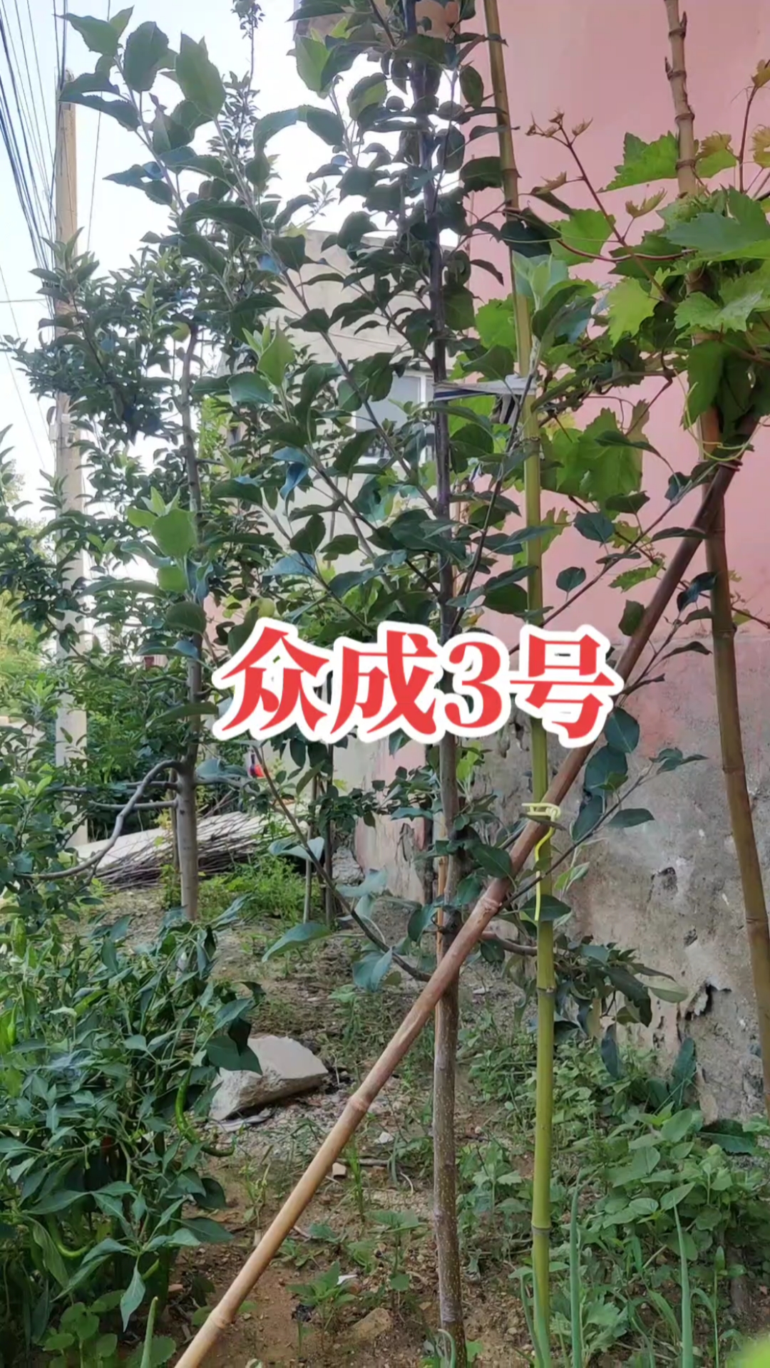 条纹品种比较优秀众成3号苹果苗新品种,也号称鸡血红