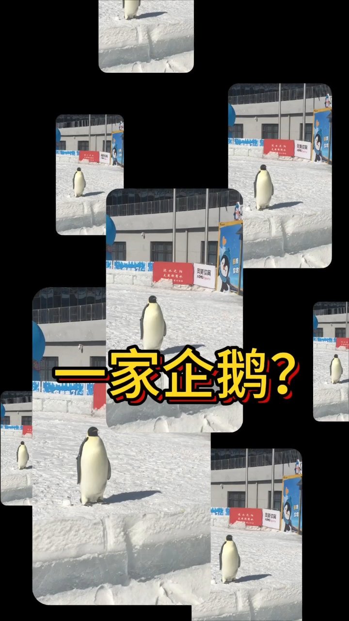 一家企鹅?