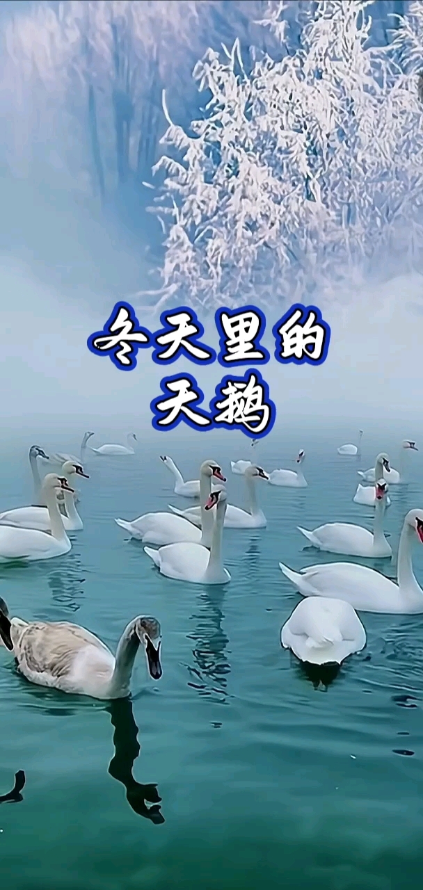 诗音画/原创诗词:《冬天里的天鹅》(背景音乐～天鹅湖)