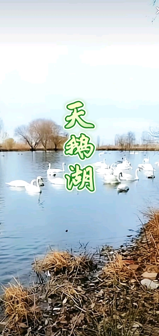 诗音画/原创诗词:《天鹅湖》(背景音乐～归途)