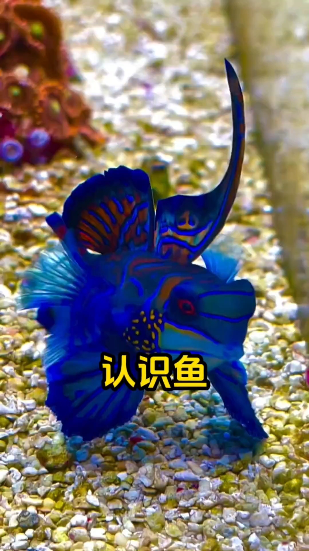 认识鱼类