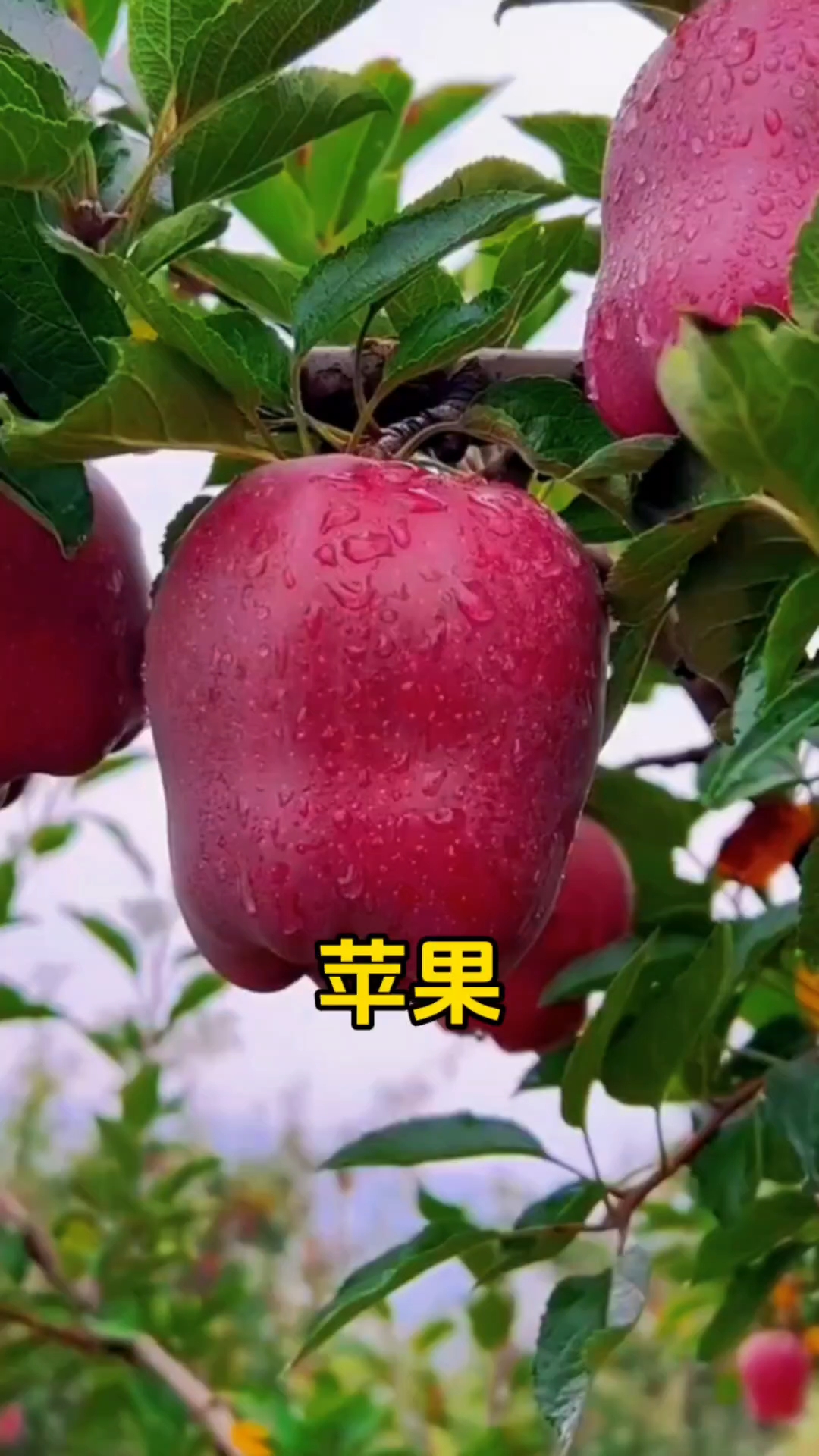 苹果有哪些品种