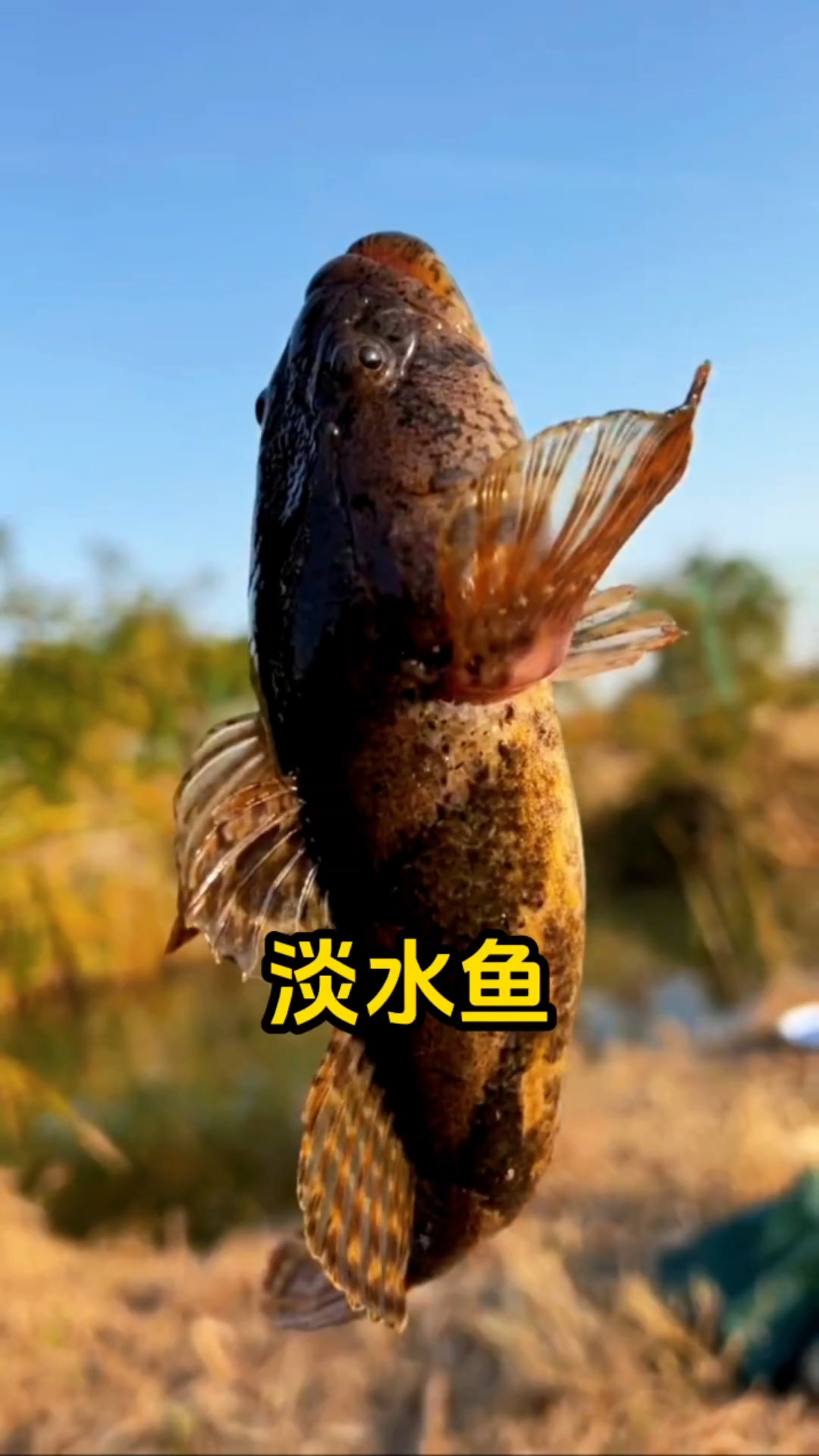 一起来看淡水鱼，有哪种没有说到呢