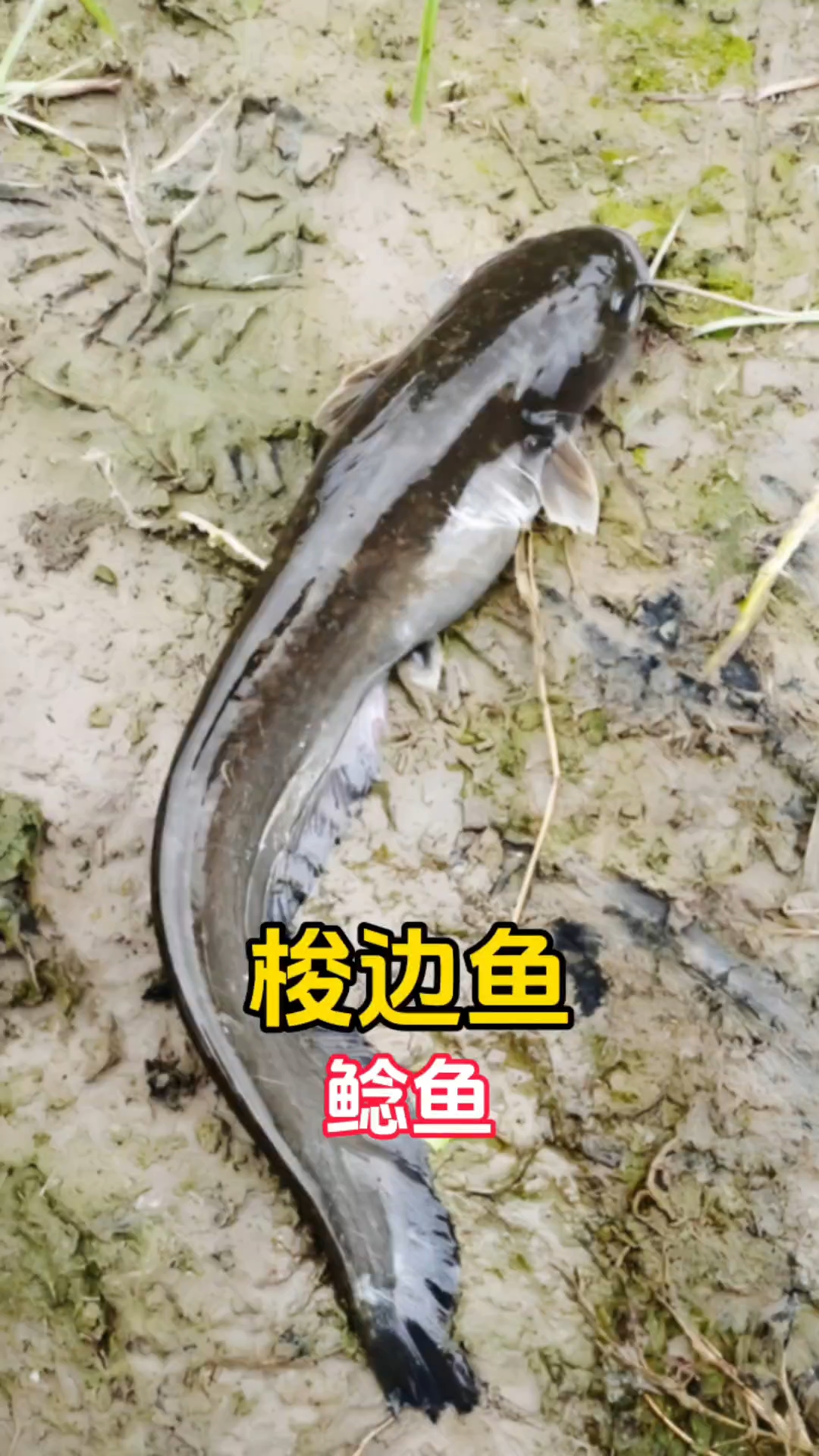 梭边鱼是不是鲶鱼