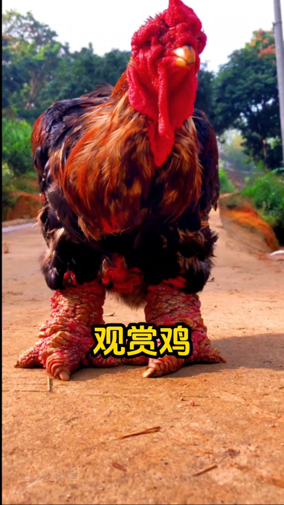 一起认识观赏鸡，还有多少种你不识