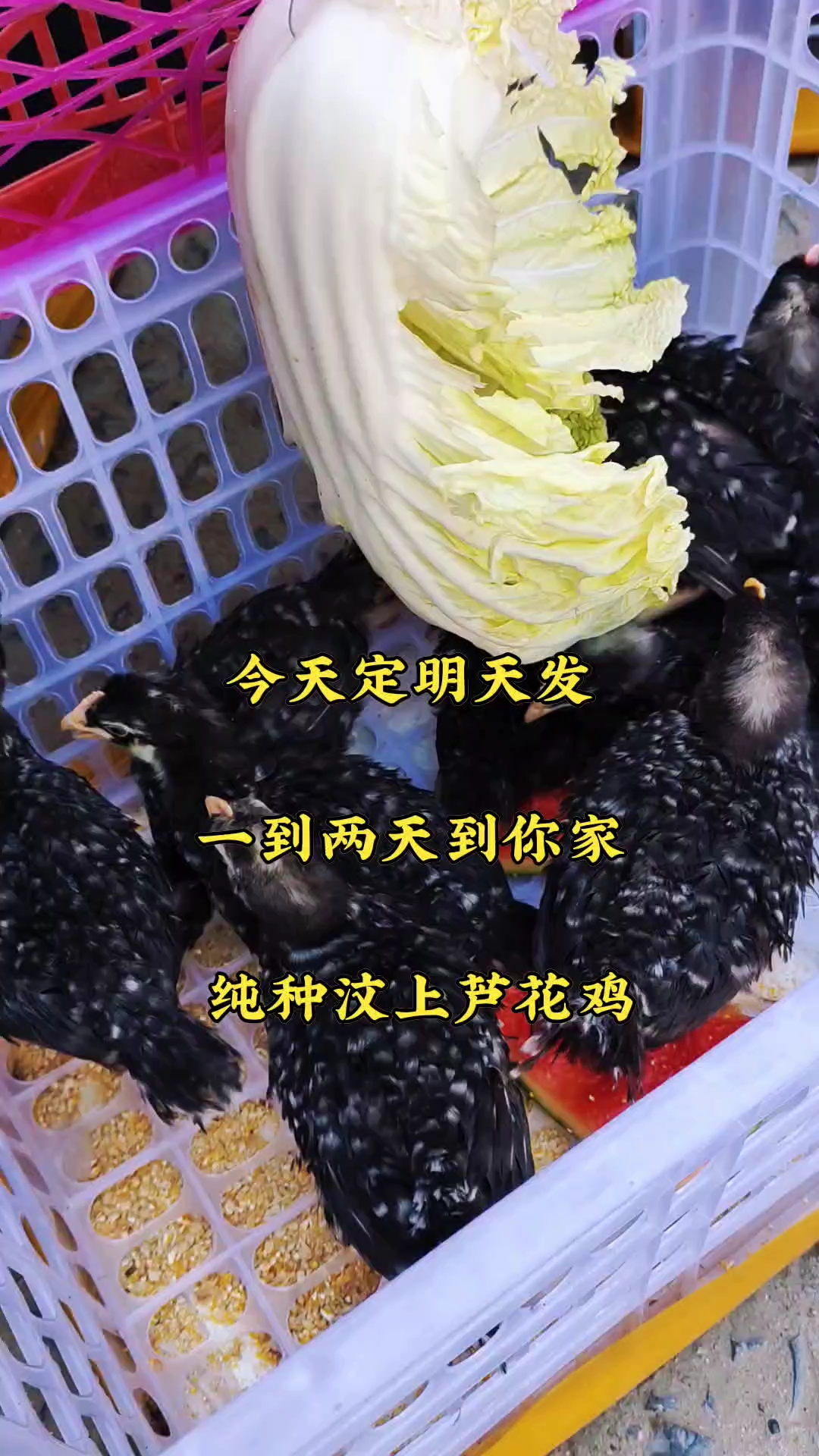 纯种芦花鸡 绿壳蛋芦花鸡