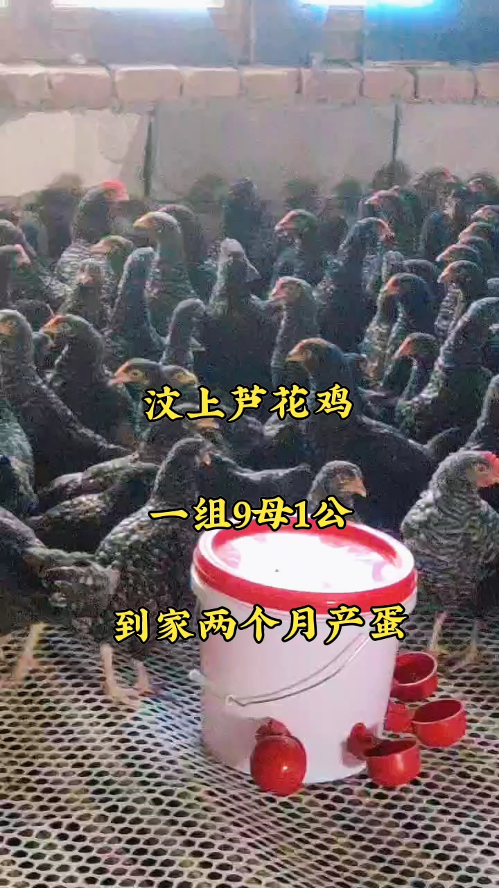 纯种芦花鸡 