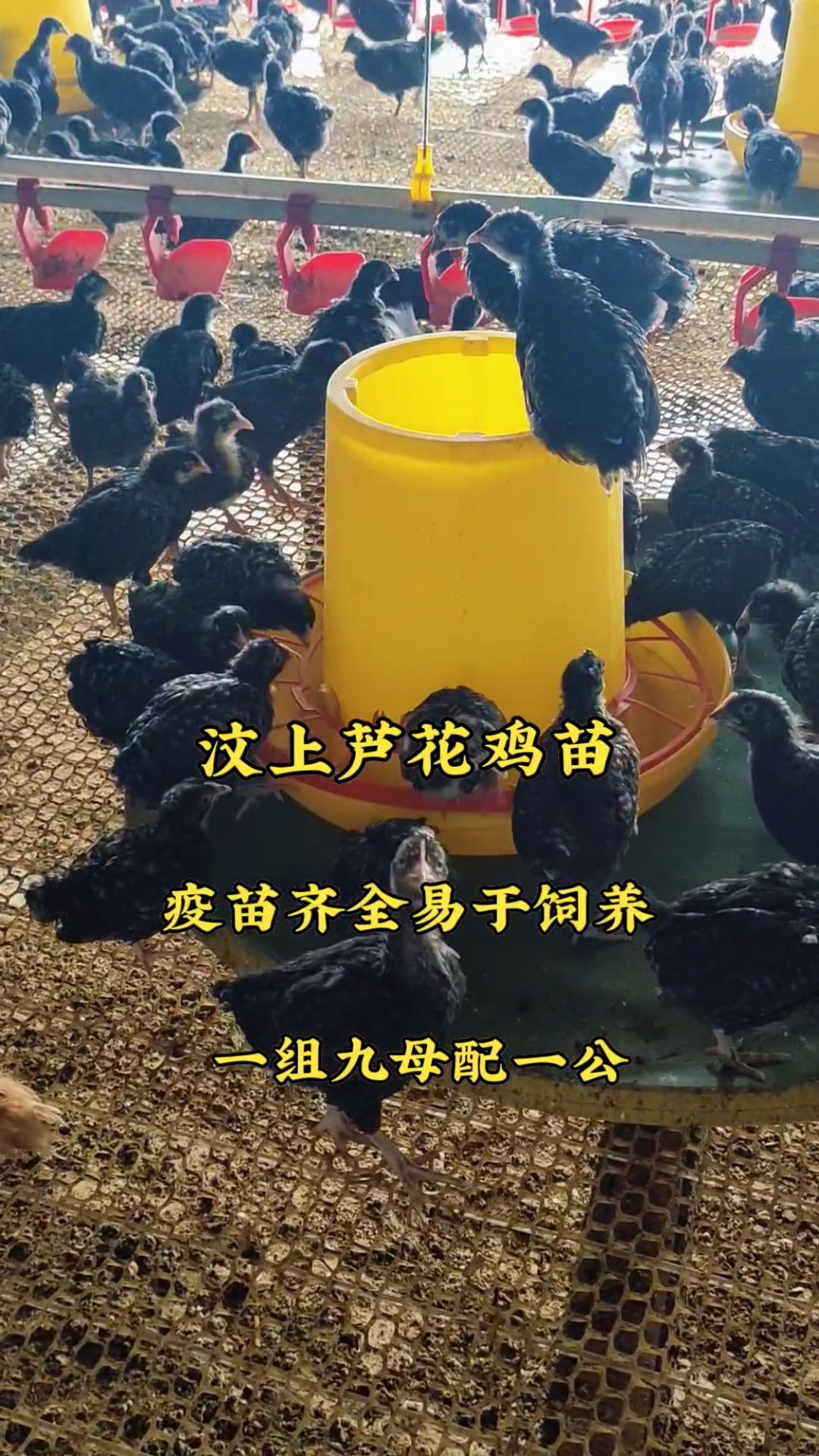 汶上纯种芦花鸡苗 一组九母配一公