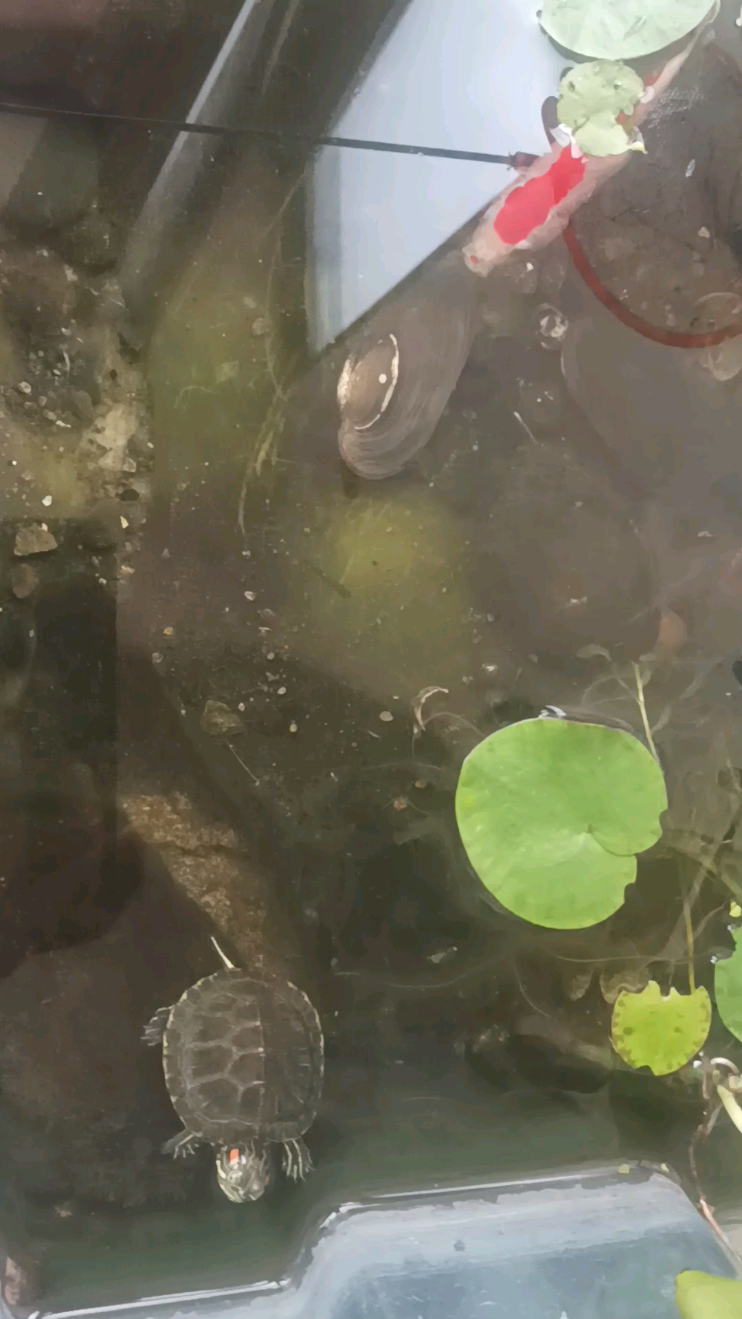 自制乌龟缸