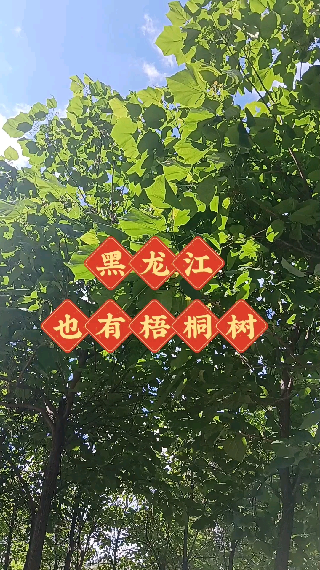 东北梧桐树
