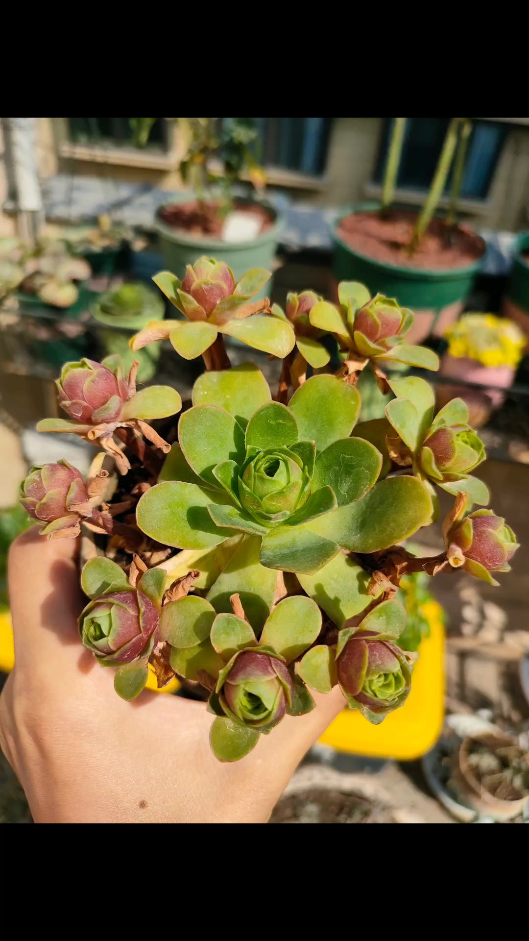 血樱玫瑰粉耶罗玫瑰