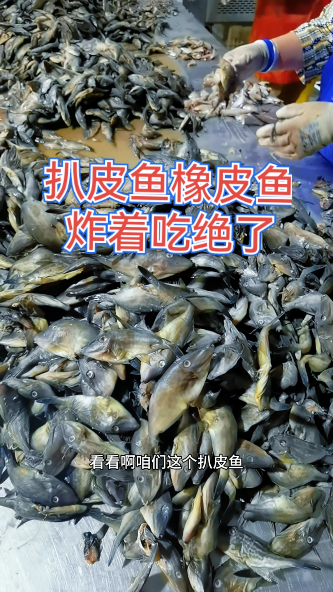 70条一斤,蓝尾小扒皮鱼,炸着吃烤着吃涮火锅嘎嘎香!