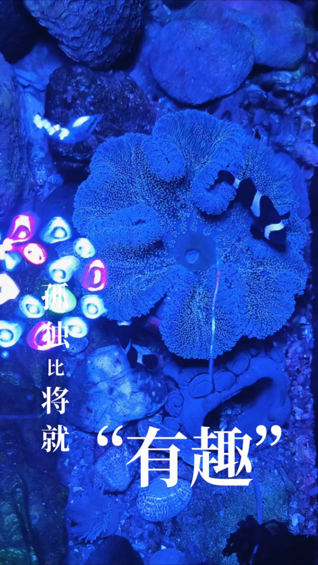 海水缸奥黑小丑鱼