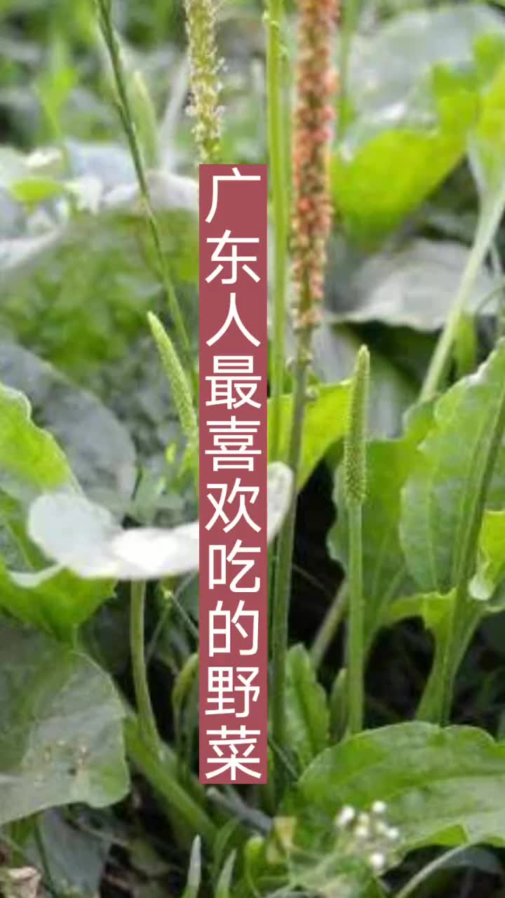 广东人最喜欢吃的野菜,你吃过几种?