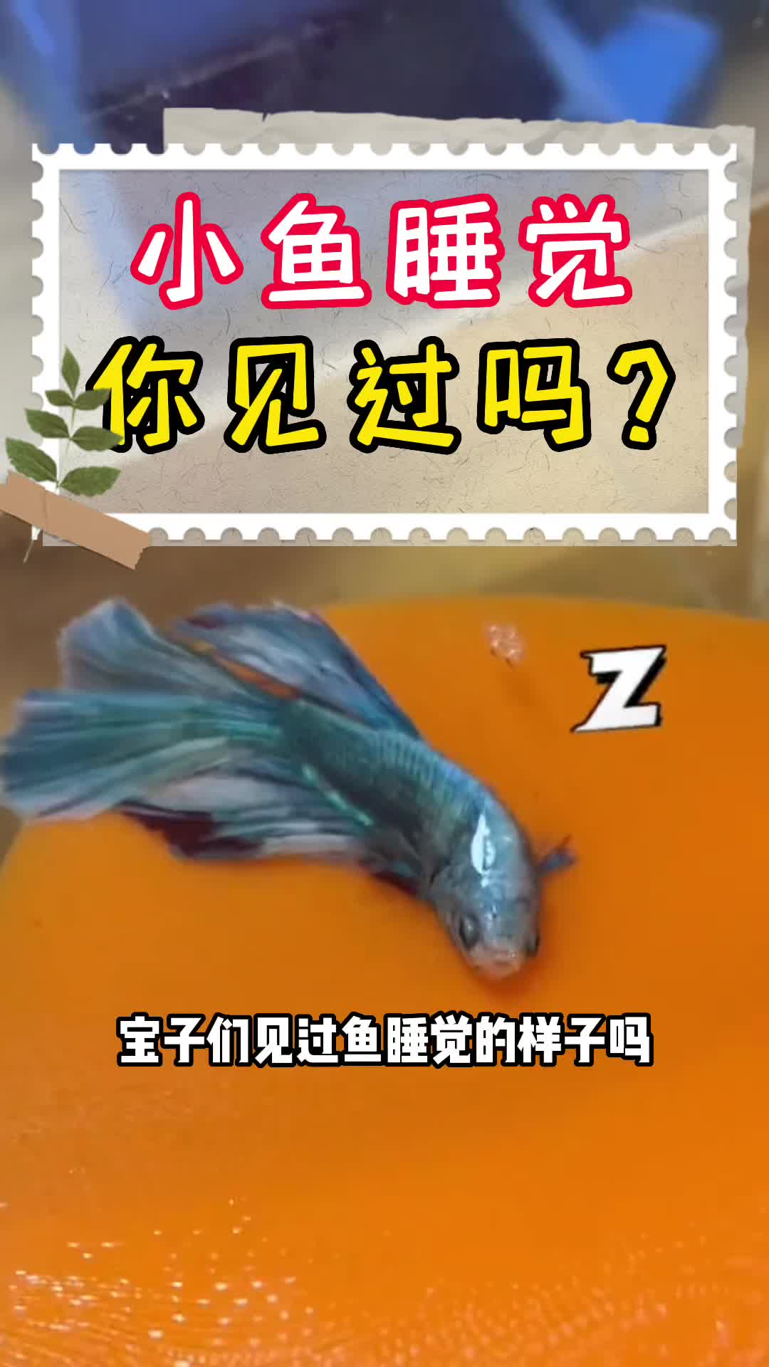 鱼睡觉啥样!?