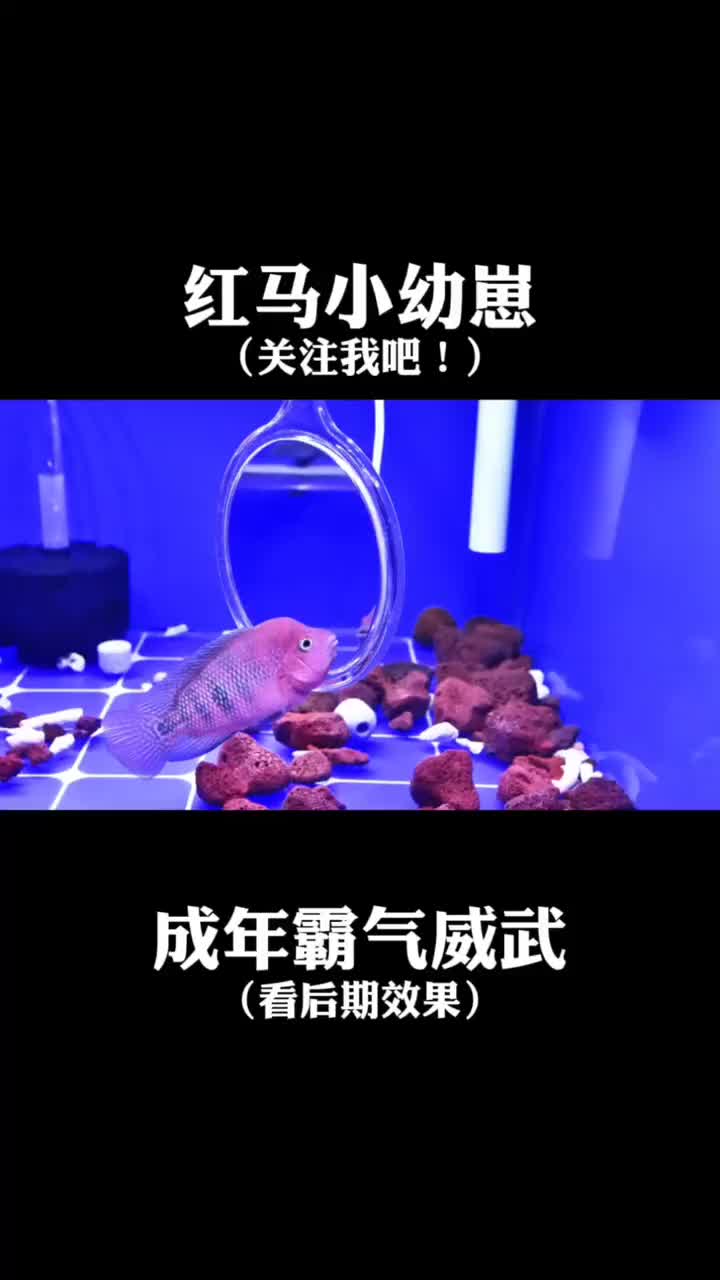 成年后超威武霸气的红马罗汉苗
