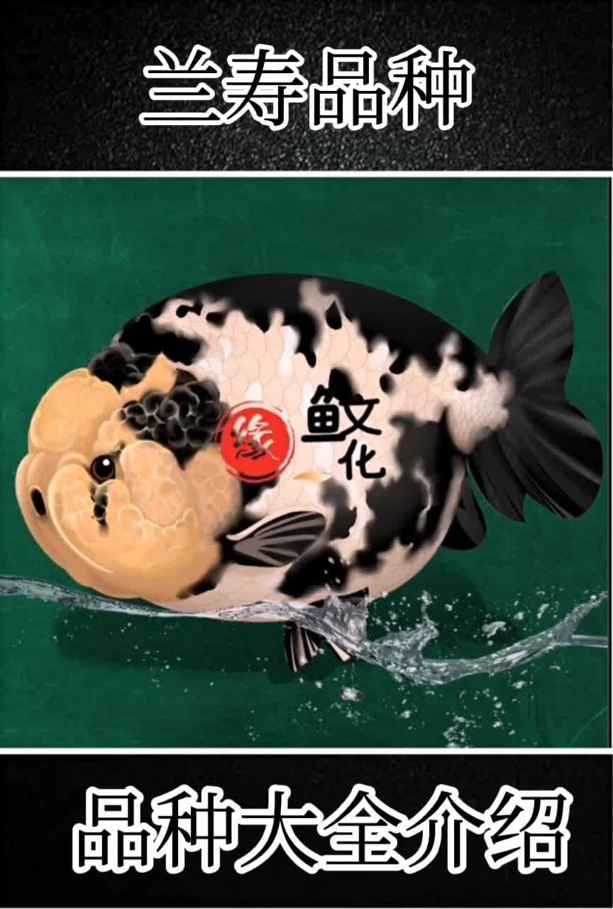 兰寿品种介绍,给朋友们!