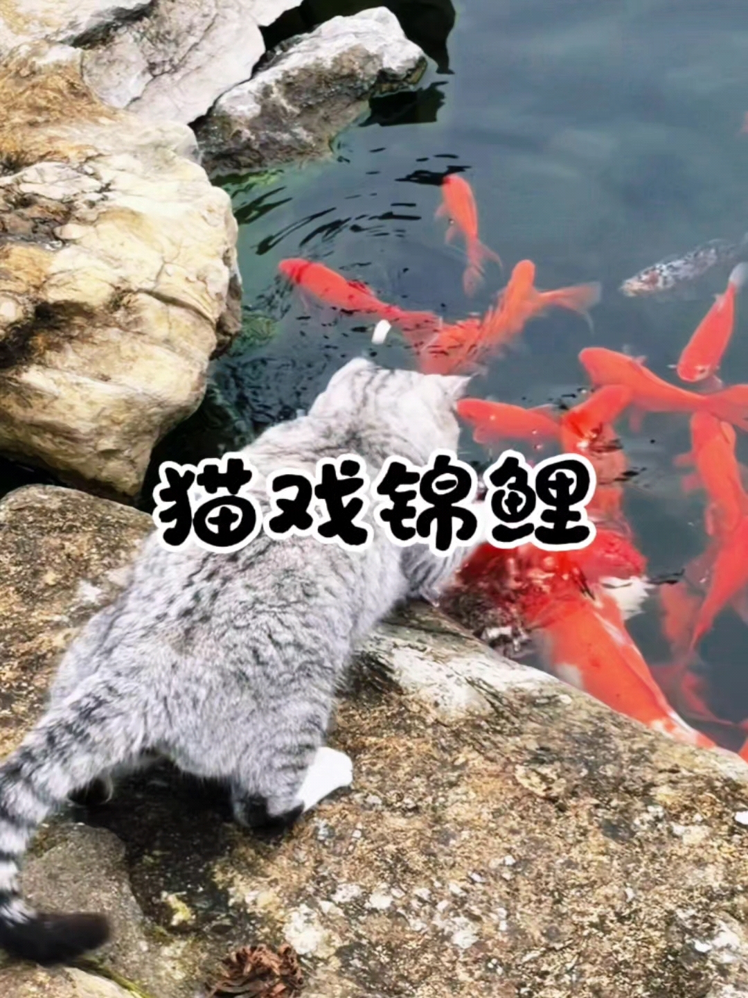 猫和鱼的温柔邂逅，治愈所有的不开心