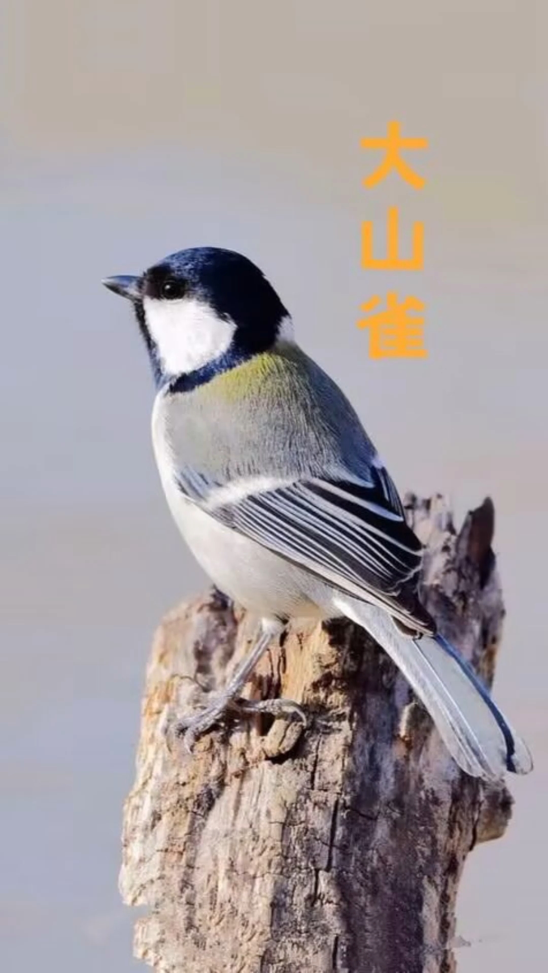 一开始以为是大山雀,仔细一看原来是贝子鸟,学名煤山雀