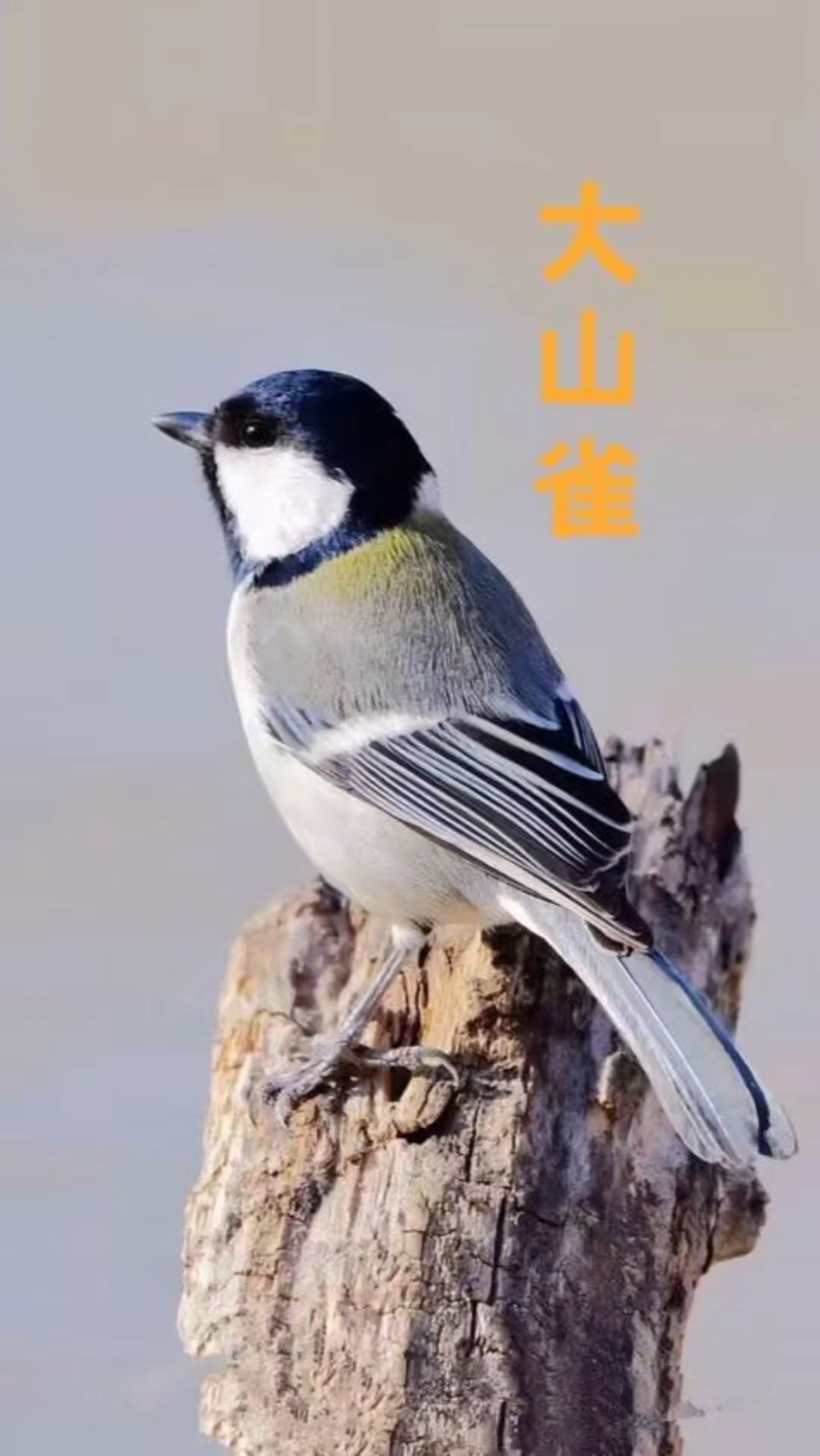大山雀野外高歌一曲,叫声很独特