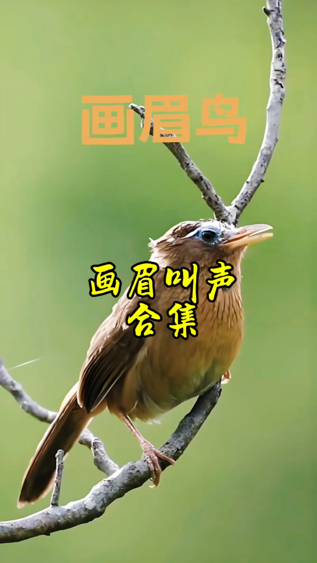 画眉鸟叫声合集,三只画眉鸟叫声各有特色