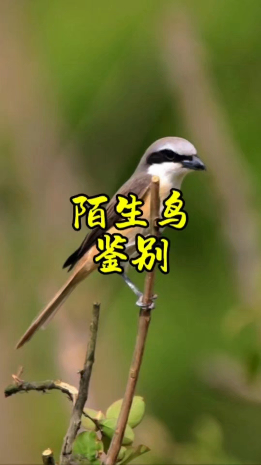遗鸥 国家一级保护鸟类,萌到犯规的大鸟