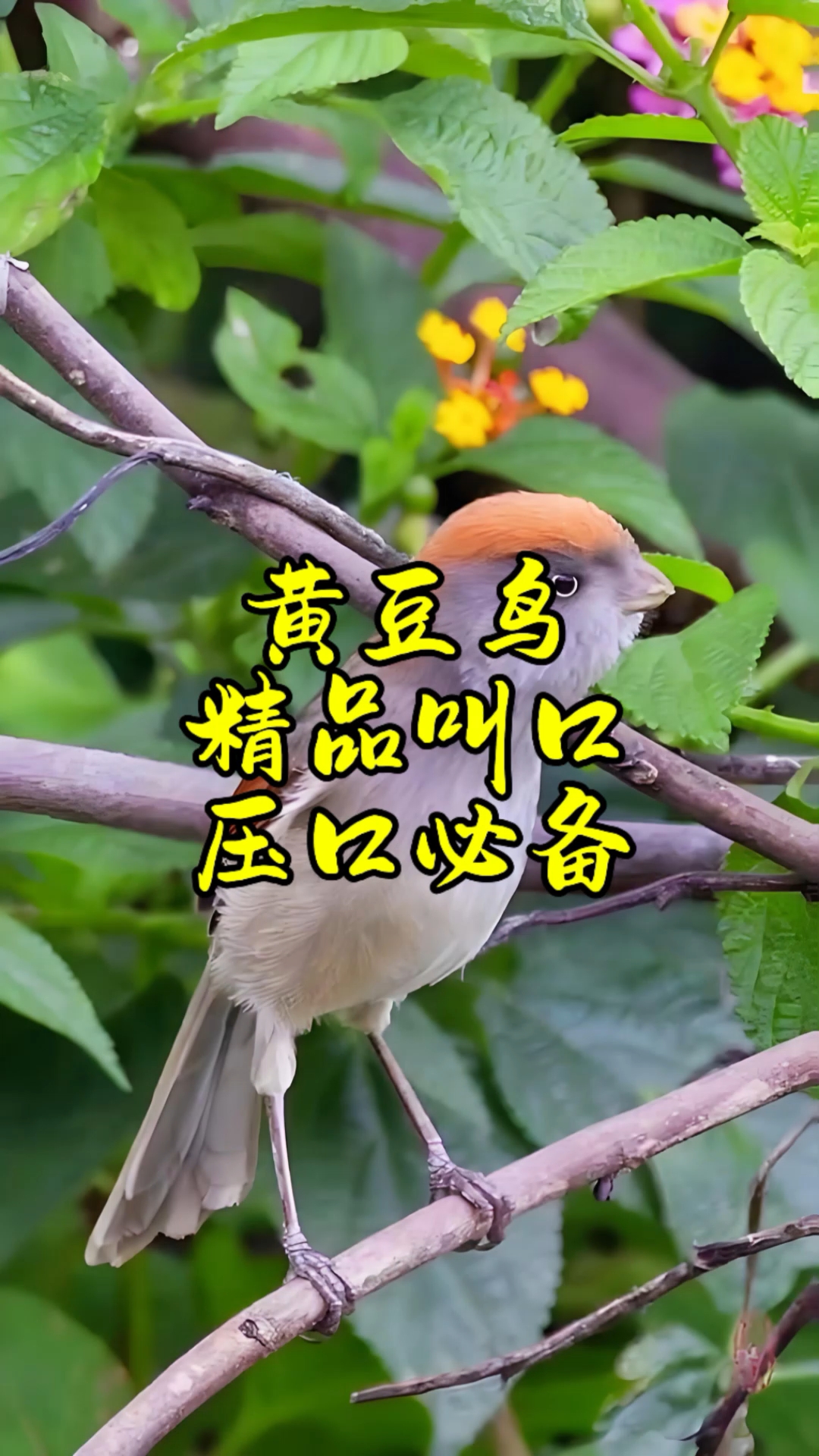 黄豆鸟叫声,野外群鸟大唱,压口引鸟必备,收藏防丢