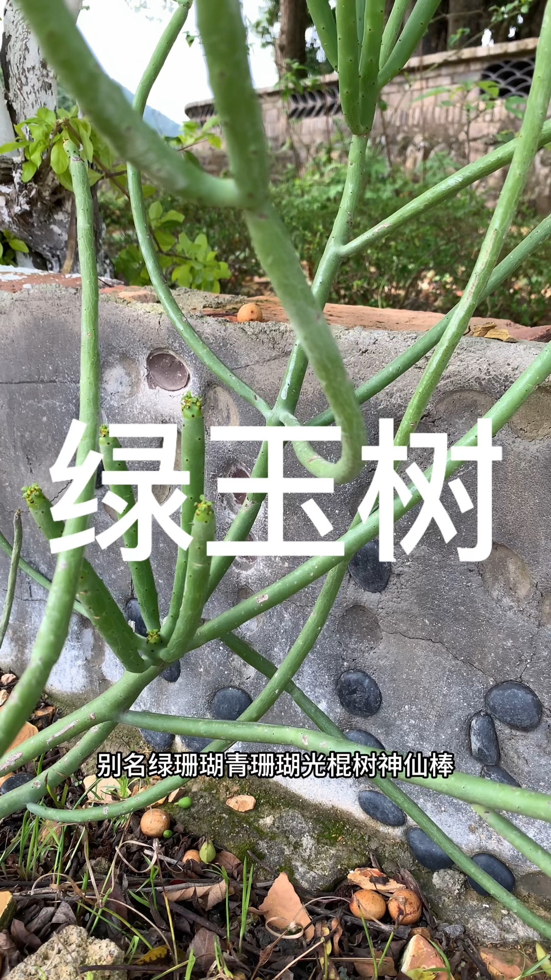 绿玉树又名光棍树。