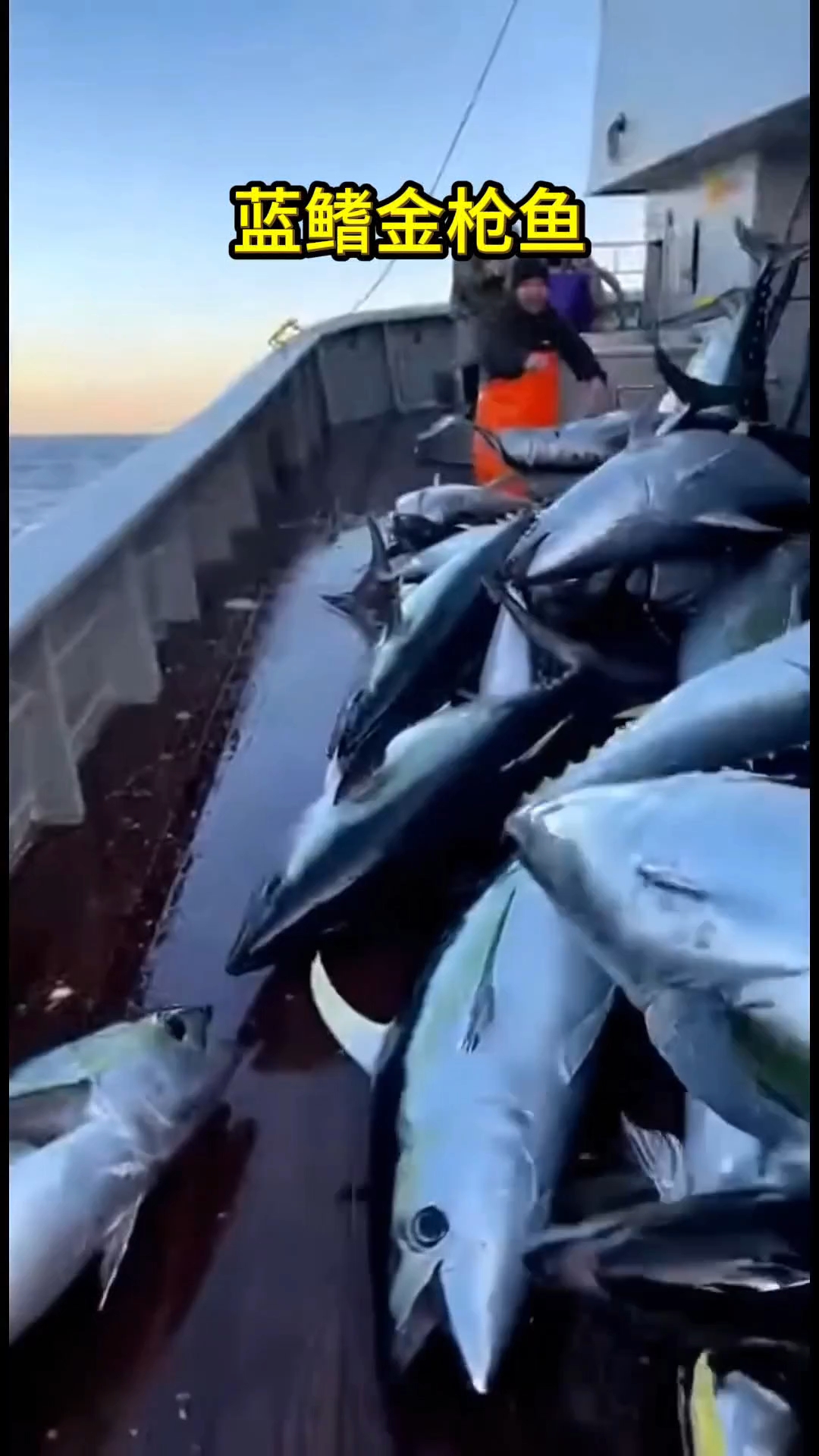 蓝鳍金枪鱼
