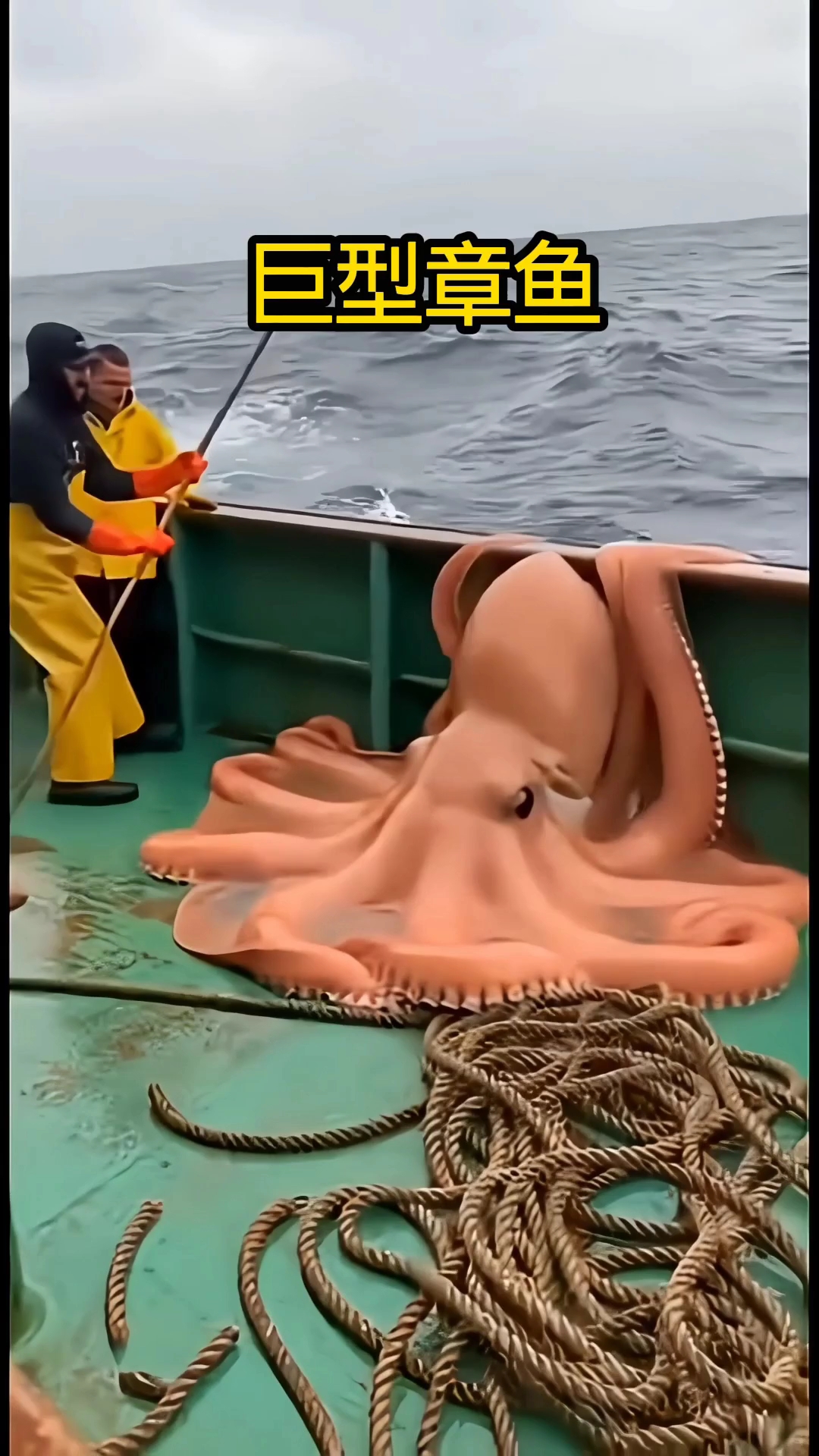 巨型章鱼