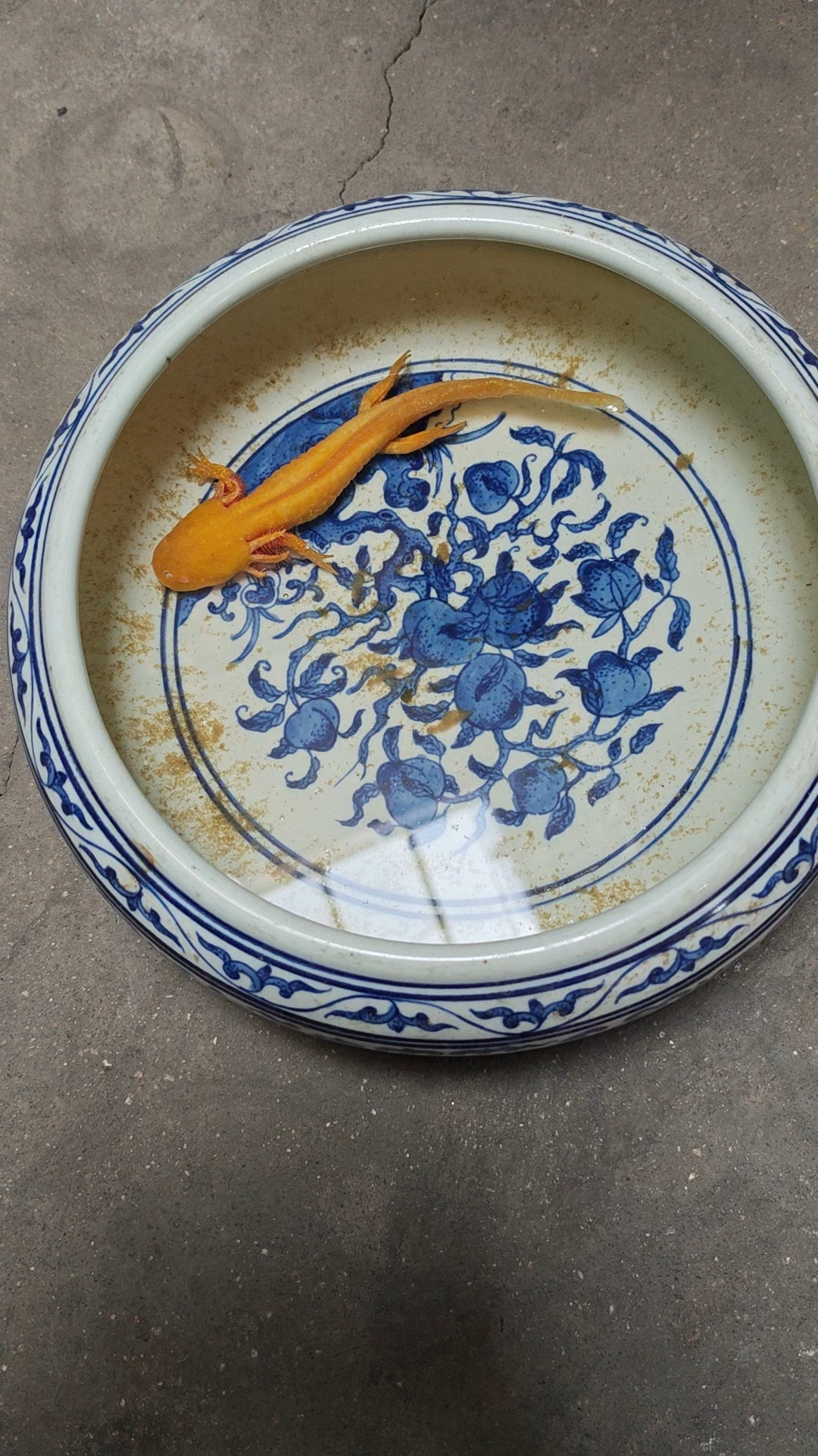 小伙子拿青花笔洗养鱼。