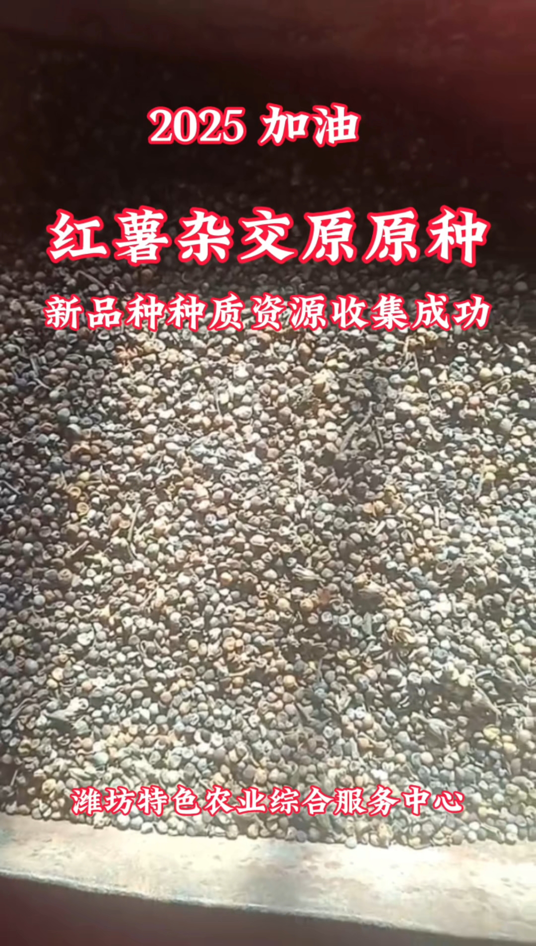 颠覆认知红薯地瓜的种子