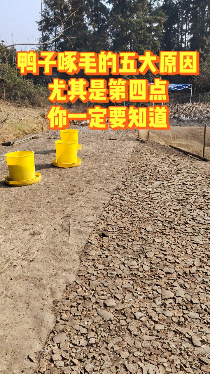 鸭子啄毛的五大原因尤其是第四点你一定要知道