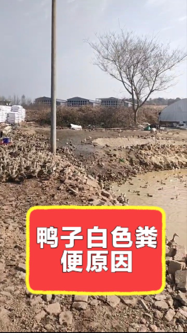 鸭子白色粪便正常吗?答案揭秘