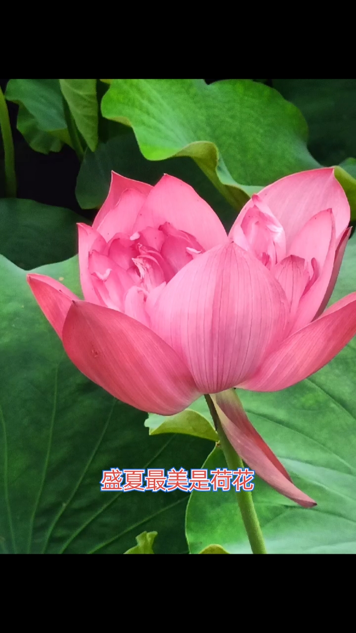 成都文化公园《荷塘月色》荷花竞艳,十分撩人