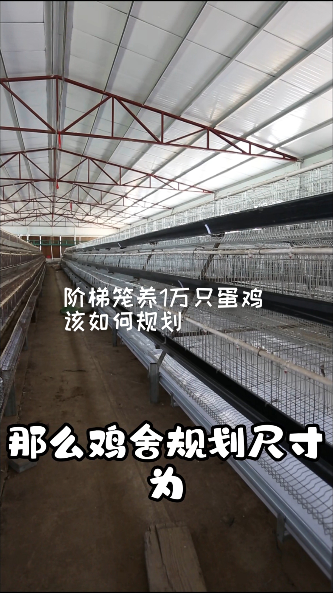 阶梯笼养殖1万只蛋鸡该如何规划?