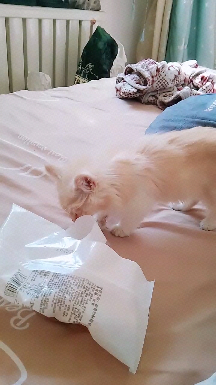 小猫吃面包