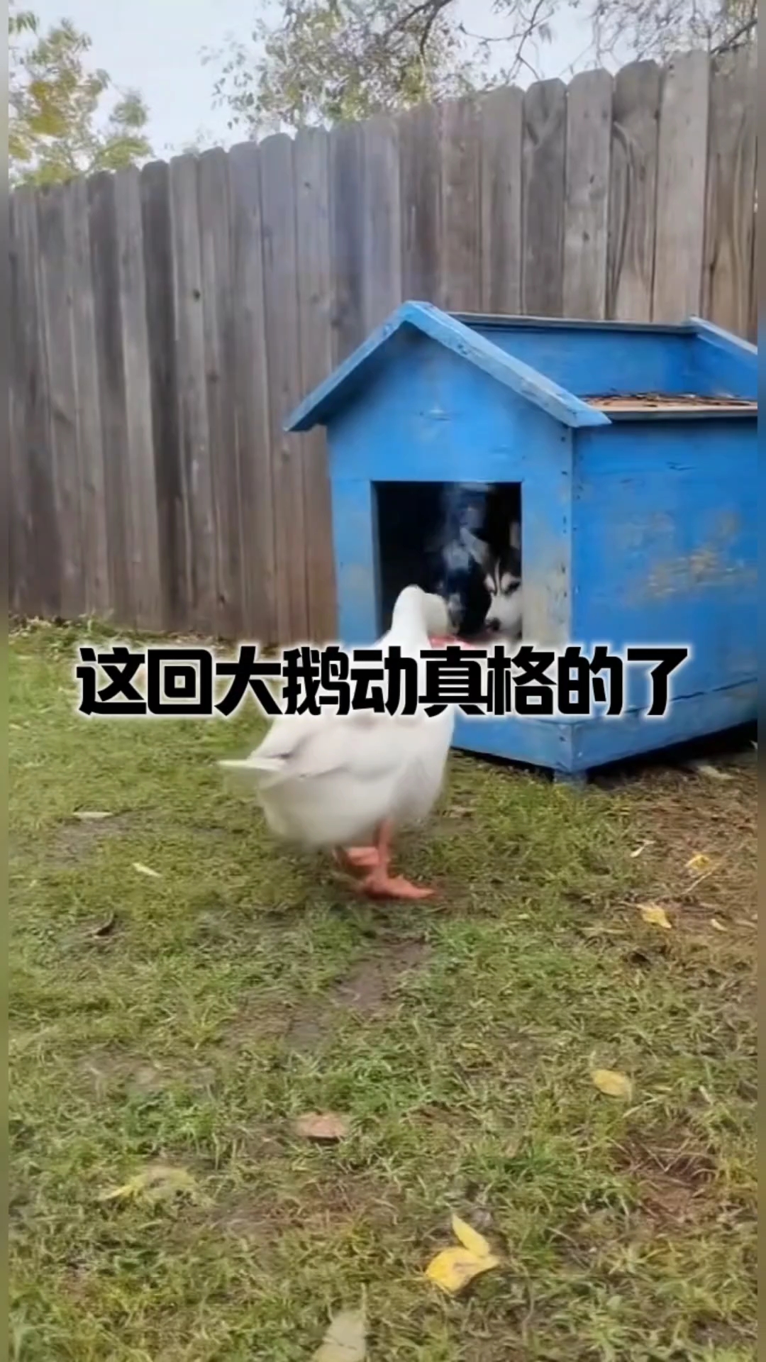 这回大鹅动真格的了