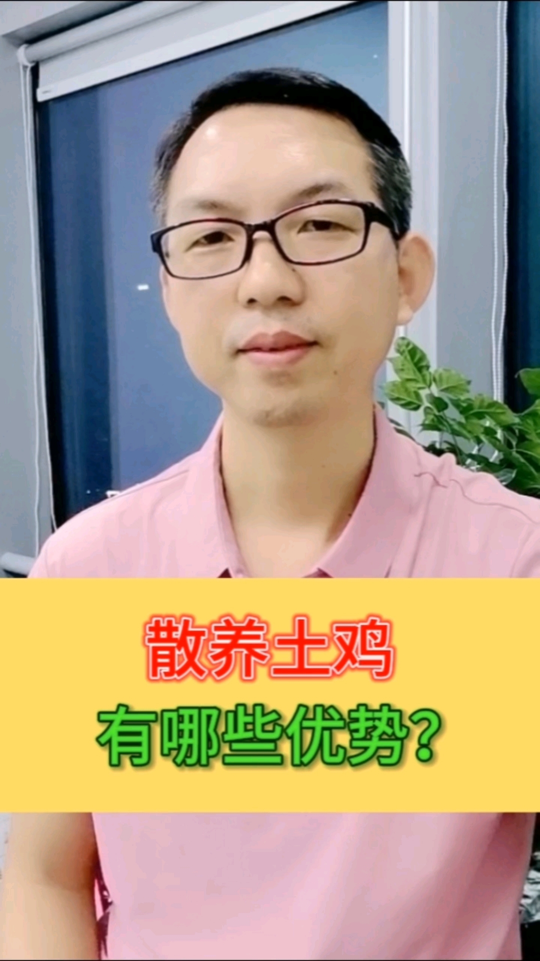 散养土鸡,好在哪里?一个视频说清楚