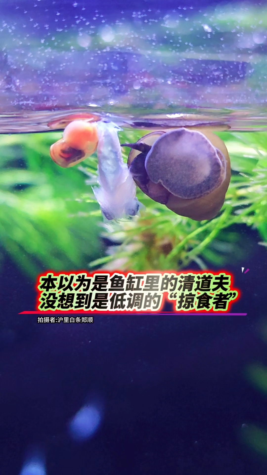 螺蛳能直接吃鱼!!!它有牙么?