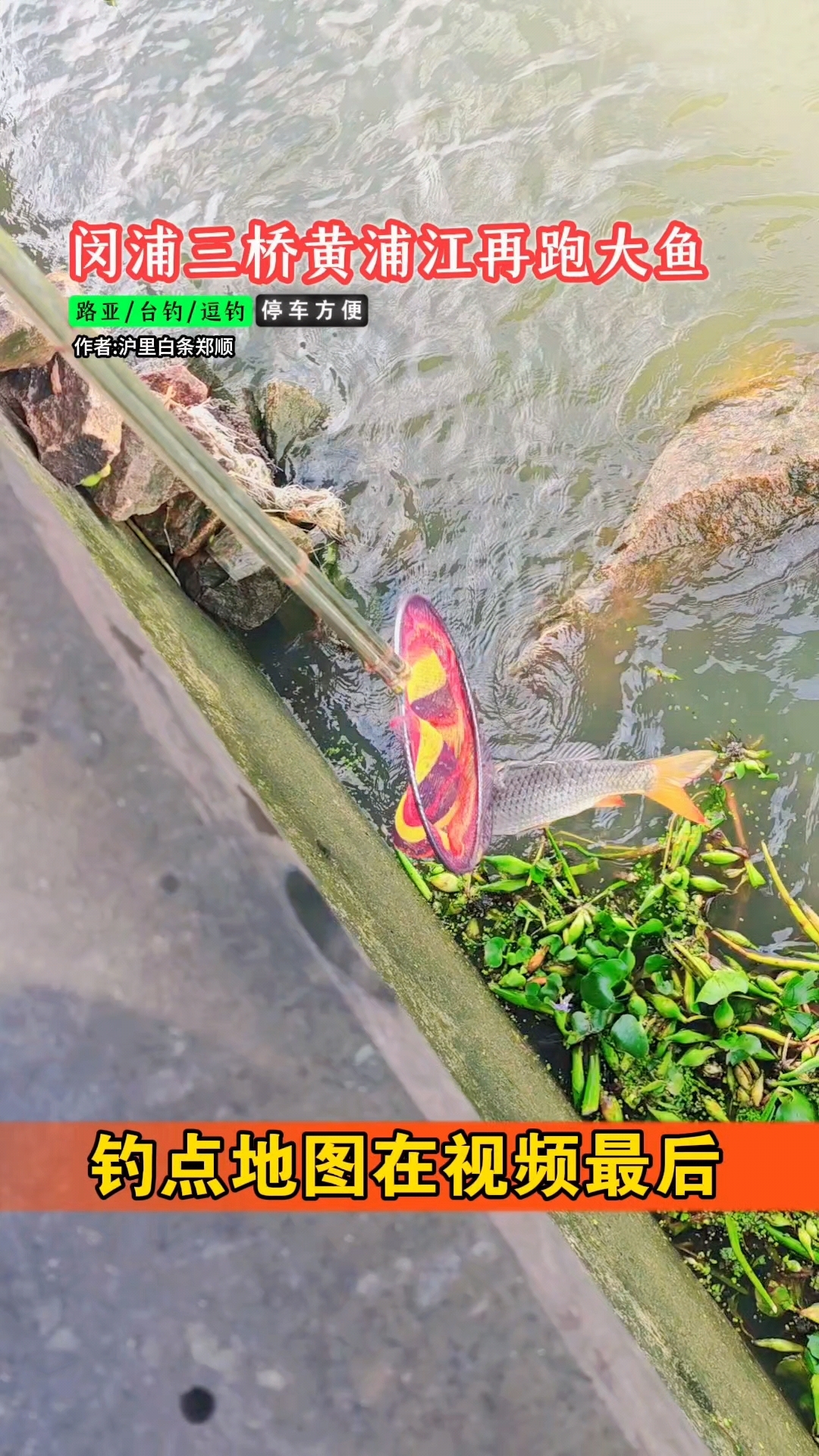 黄浦江的大鲤鱼也不小!