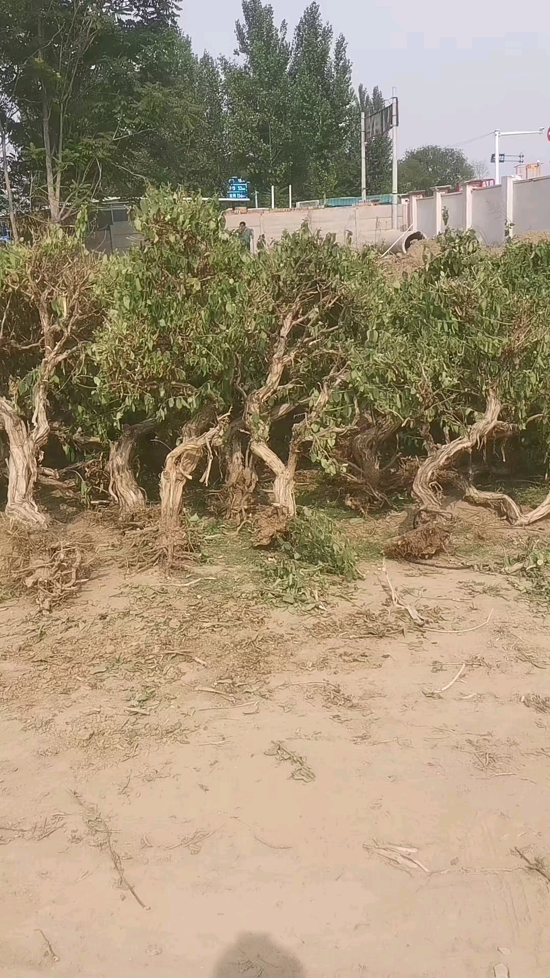 造景木爬宠缸雨林缸攀爬盘龙木龙纹枯木霸王藤木装饰摆件