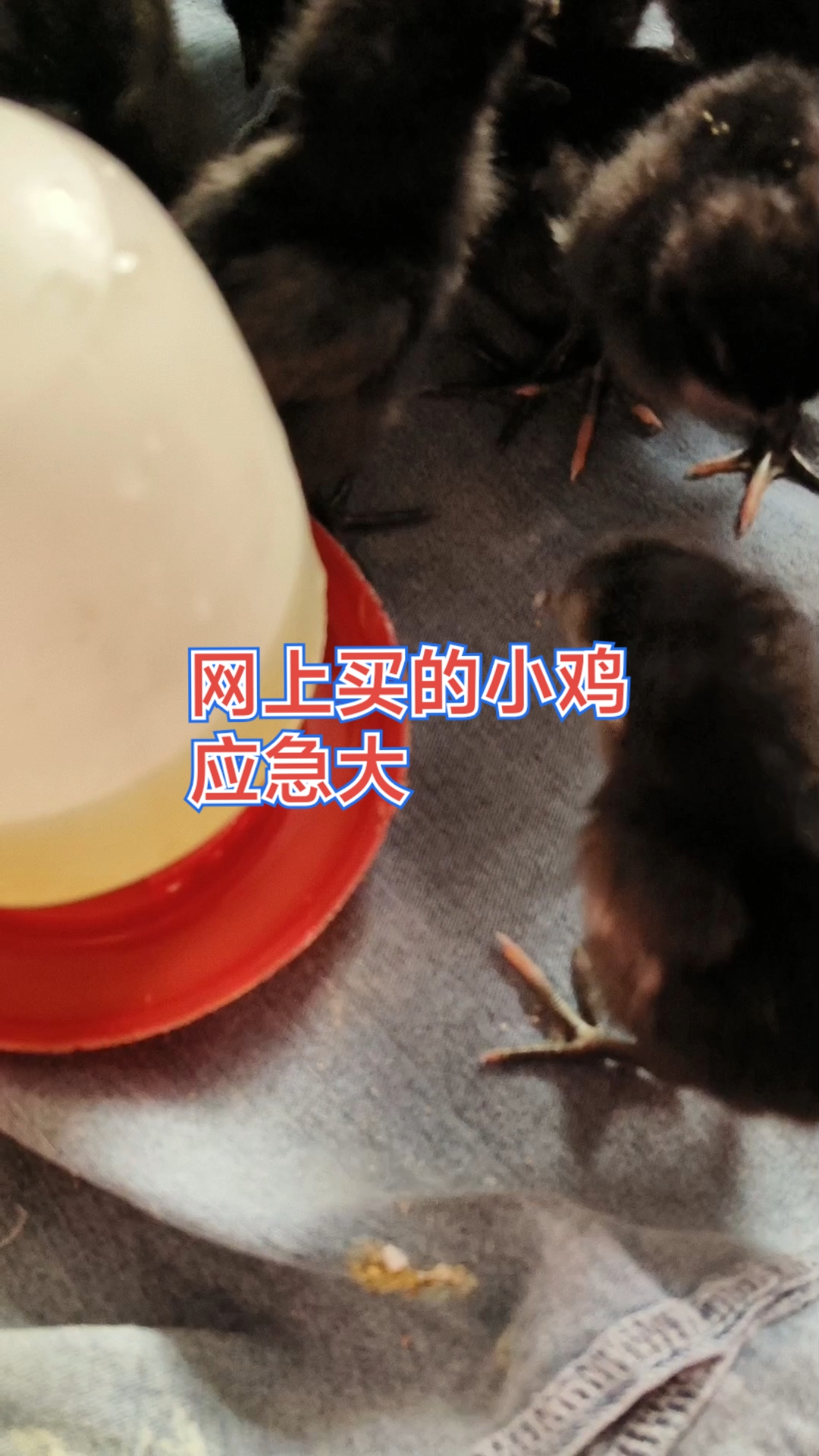 今年养鸡网上买了两批小鸡,应急太大,决定后面还是自己孵化小鸡