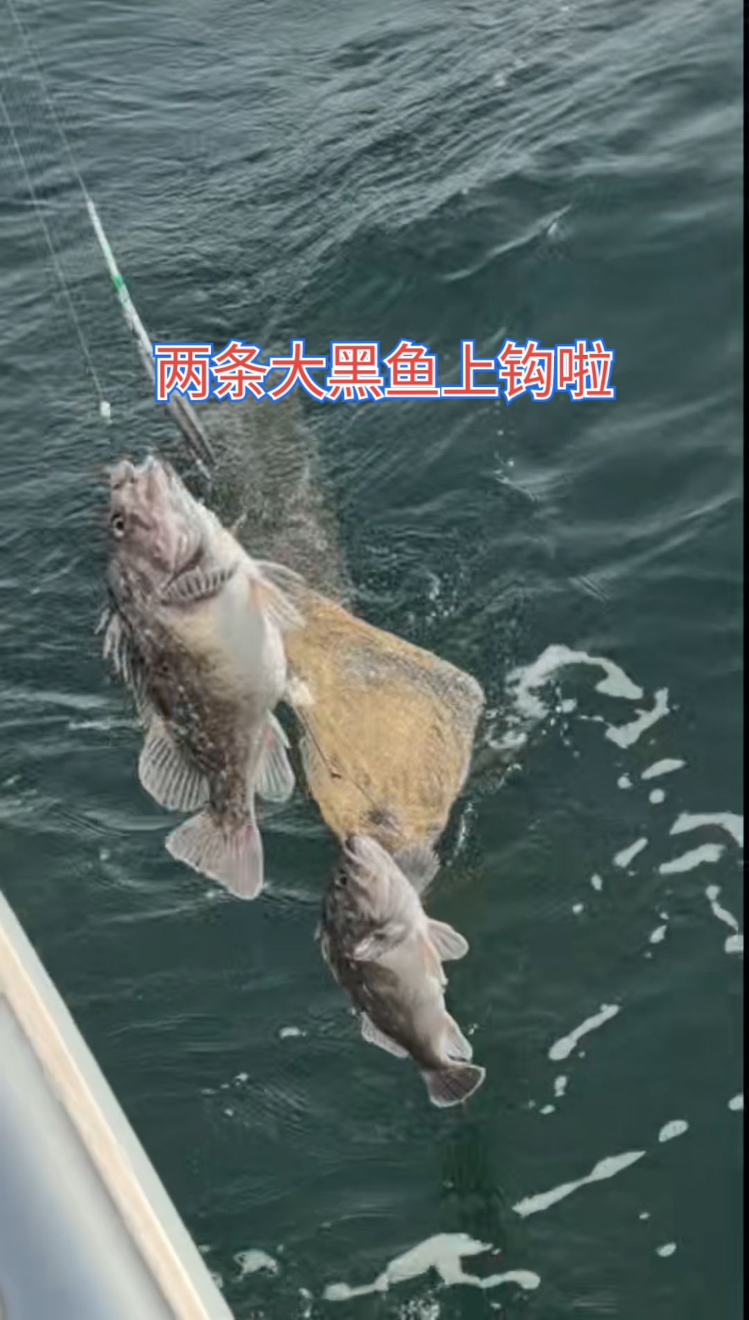 又是两条黑头鱼上钩啦