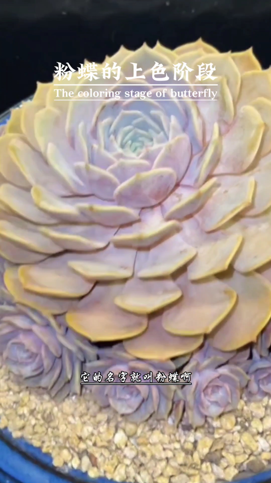 粉蝶,你玩的状态如何?说来听听